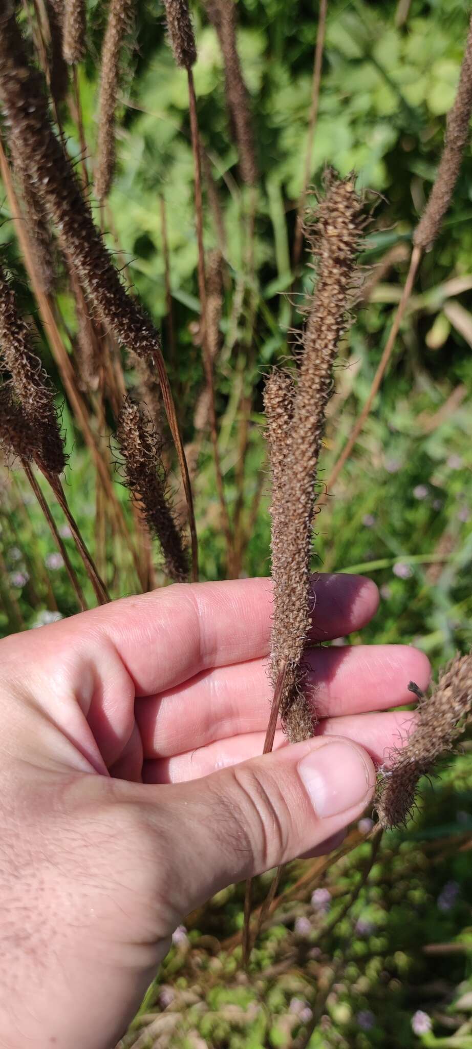 Carex hispida Willd. ex Schkuhr resmi