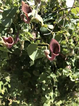 Image of Andalusian Dutchman's Pipe