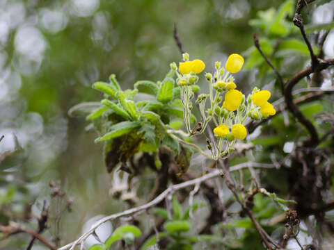 Image of Calceolaria crenata Lam.