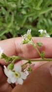 Hackelia californica (A. Gray) I. M. Johnst. resmi