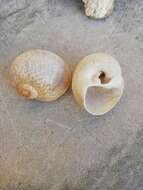 Image of fly-speck moonsnail