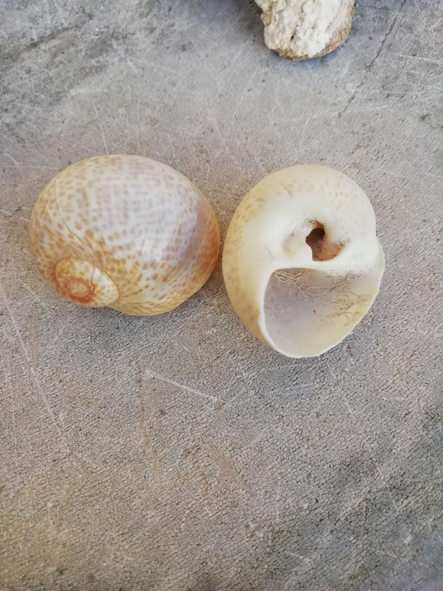 Image of fly-speck moonsnail