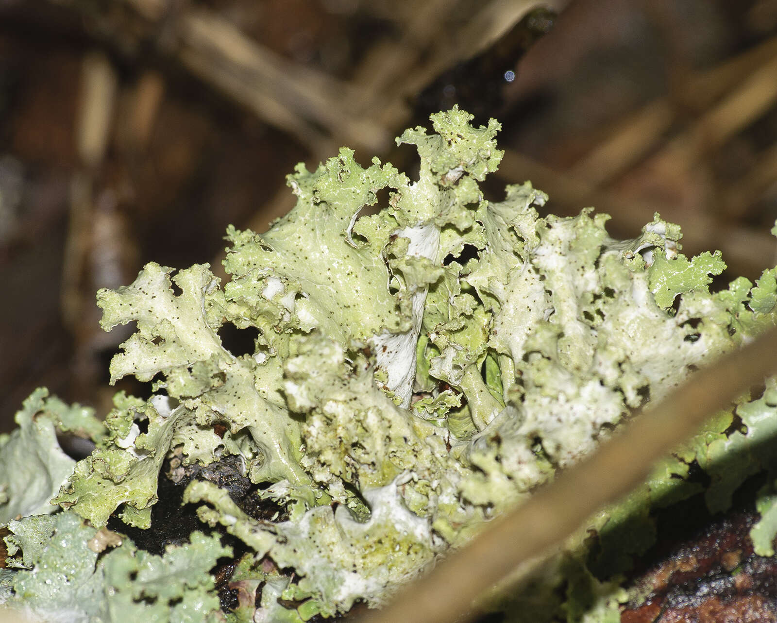 Image of Silver-lined Wrinkle Lichen