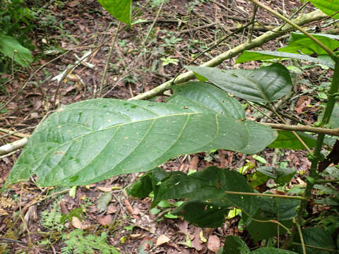 Image of Hieronyma alchorneoides Allemão