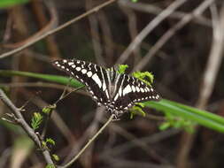 Graphium porthaon (Hewitson 1865)的圖片