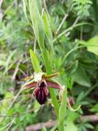 Image of Ophrys mammosa subsp. mouterdeana B. Baumann & H. Baumann