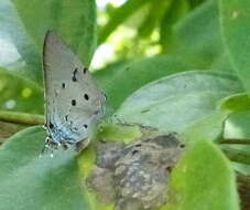 Image of Aquamarine Hairstreak