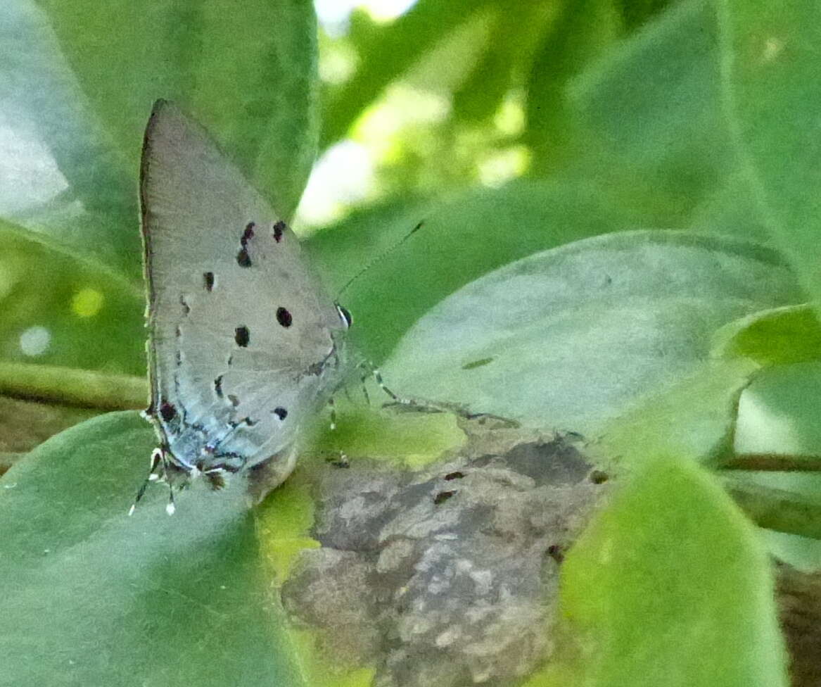 Image of Aquamarine Hairstreak