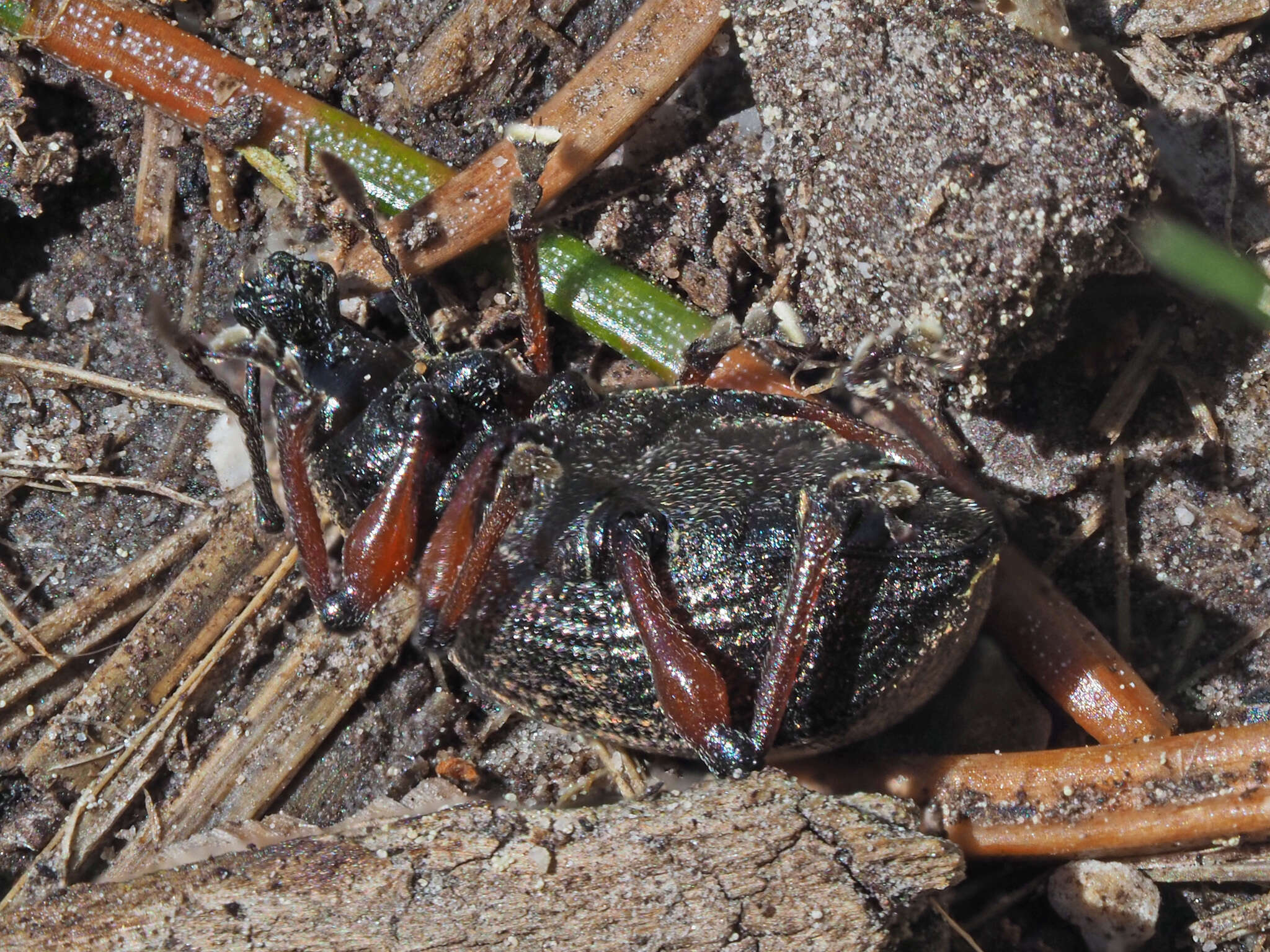 Image of Dodecastichus geniculatus (Germar 1817)