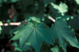 Image of upland cotton