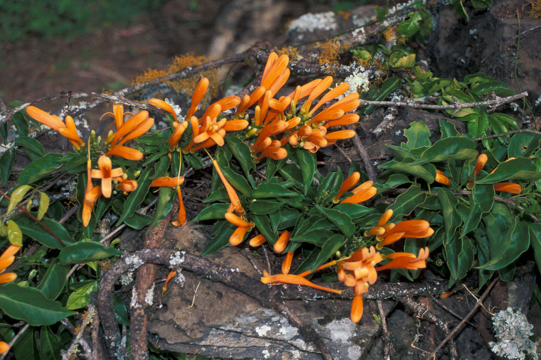 Image of pyrostegia