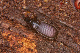 Plancia ëd Pterostichus (Eosteropus) mannerheimii (Dejean 1831)