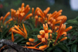 Image of pyrostegia