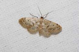 Image of Fortunate Idaea