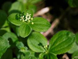 Plancia ëd Galium kamtschaticum Steller ex Schult. & Schult. fil.