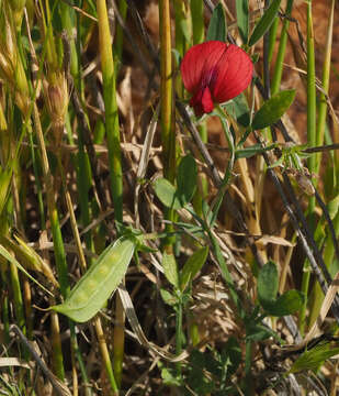 Image of Lathyrus pseudocicera Pamp.