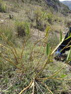 Image of Asclepias barjoniifolia Fourn.