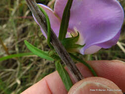 Image of Vigna vexillata var. angustifolia (Schum. & Thonn.) Baker