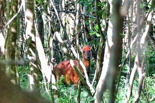 Image of Natal Duiker