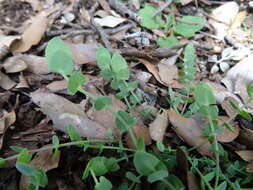 Image of yellow pea