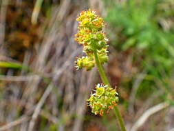 Plancia ëd Micranthes nidifica (Greene) Small