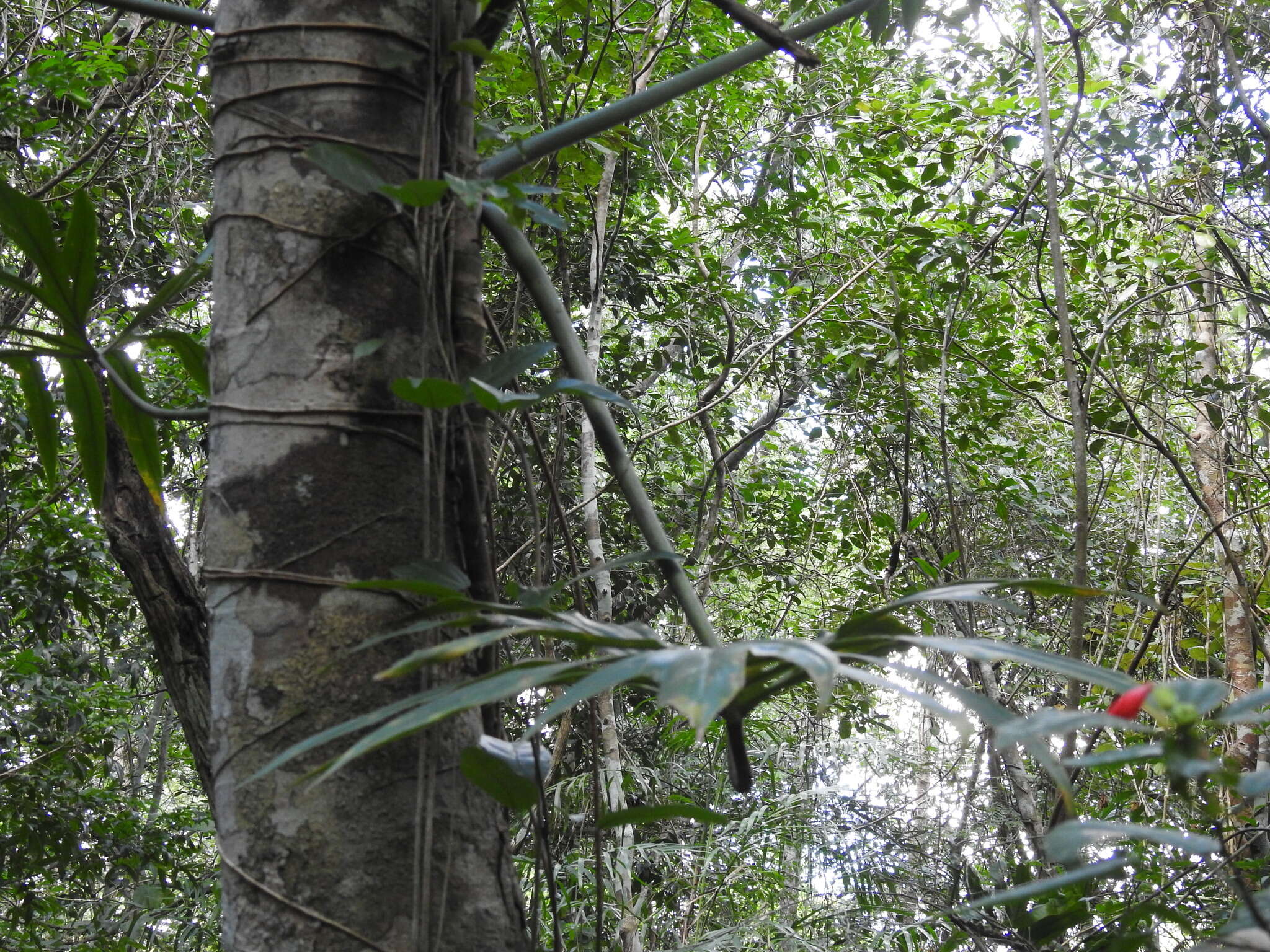 Image of Philodendron radiatum Schott