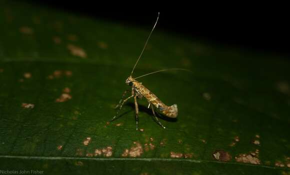 Image of Caloptilia plagata (Stainton 1862)