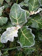 Image de Solanum marginatum L. fil.