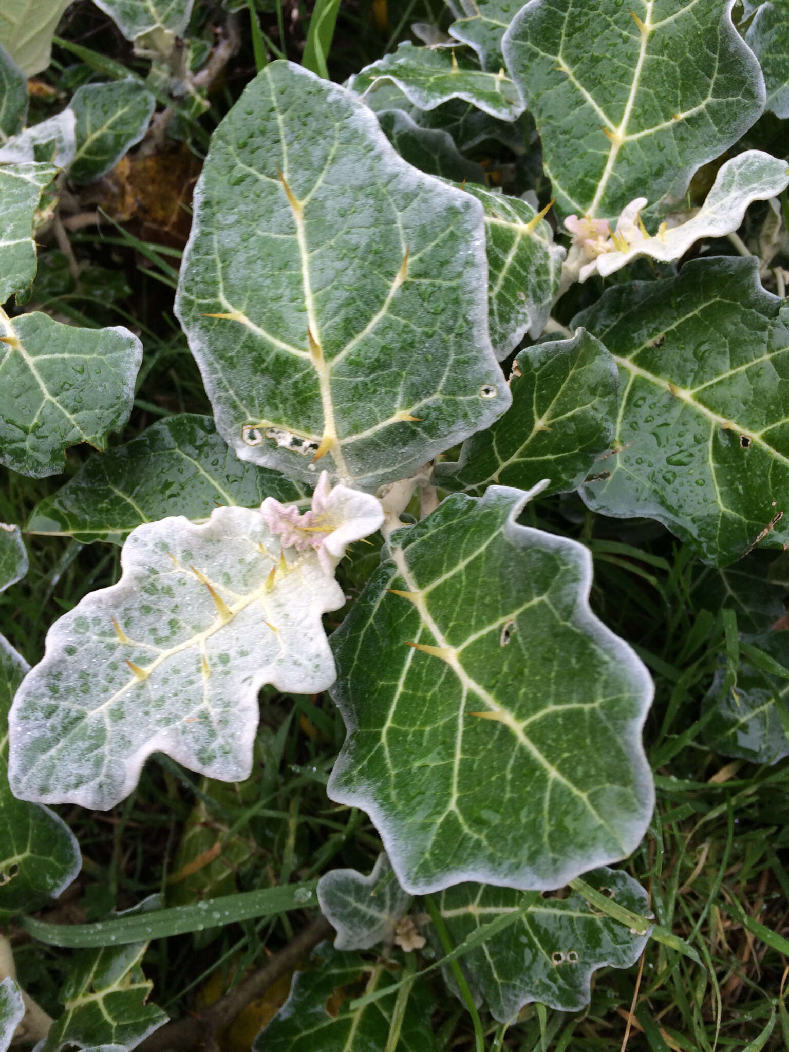 Image de Solanum marginatum L. fil.