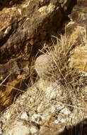 Image of Echinocereus schereri G. Frank