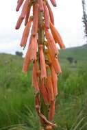 Image of Kniphofia laxiflora Kunth