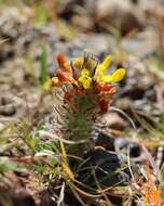 Слика од Dalea prostrata Ortega