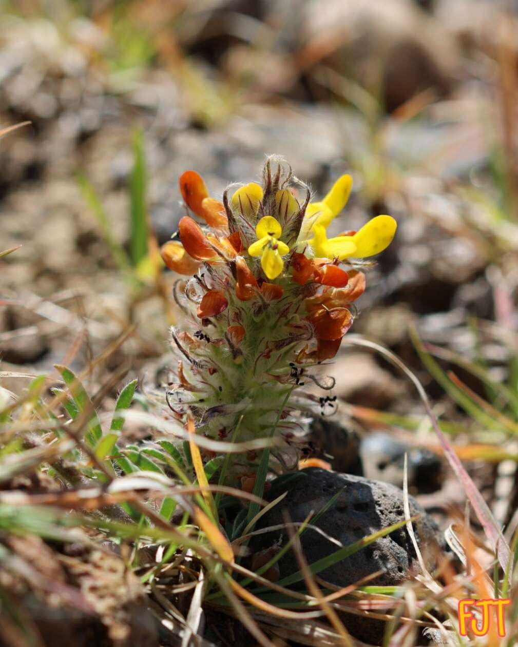 Слика од Dalea prostrata Ortega