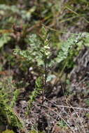 Plancia ëd Macrosyringion glutinosum (M. Bieb.) Rothm.