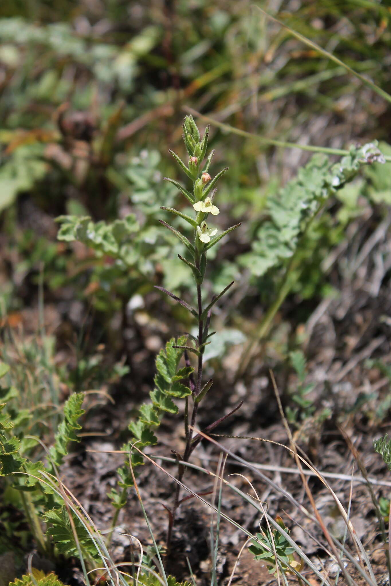 Plancia ëd Macrosyringion glutinosum (M. Bieb.) Rothm.