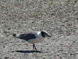 Image of Franklin's Gull