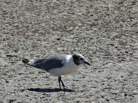 Image of Franklin's Gull