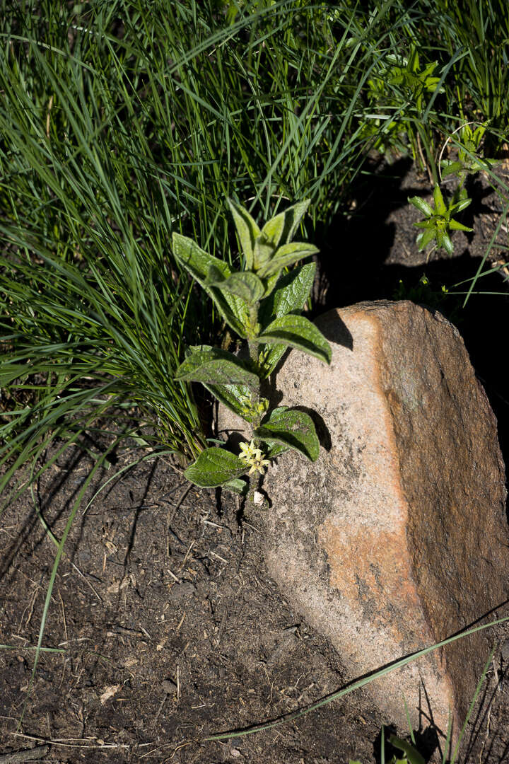 صورة Eriosemopsis subanisophylla Robyns