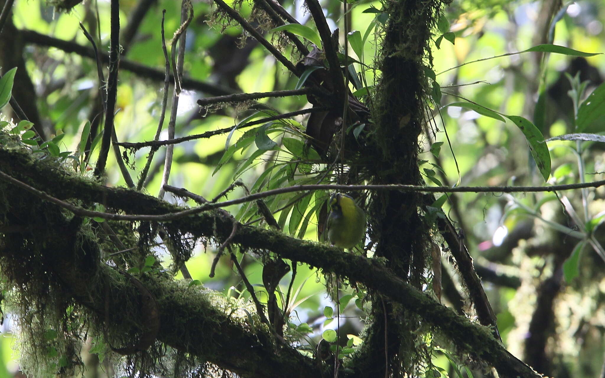 Vireolanius leucotis (Swainson 1838)的圖片