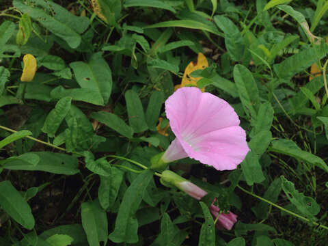 Image of Japanese Bindweed