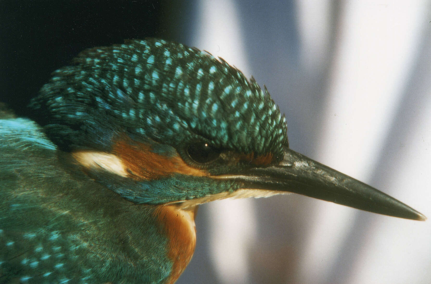 Image of Common Kingfisher