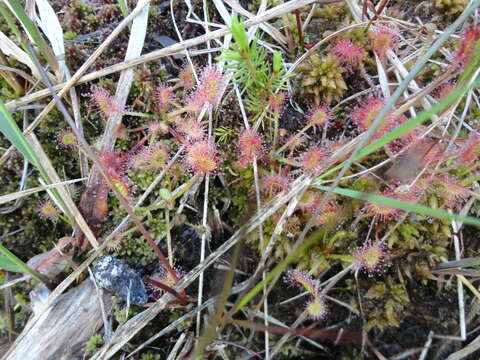 Image of Common Sundew