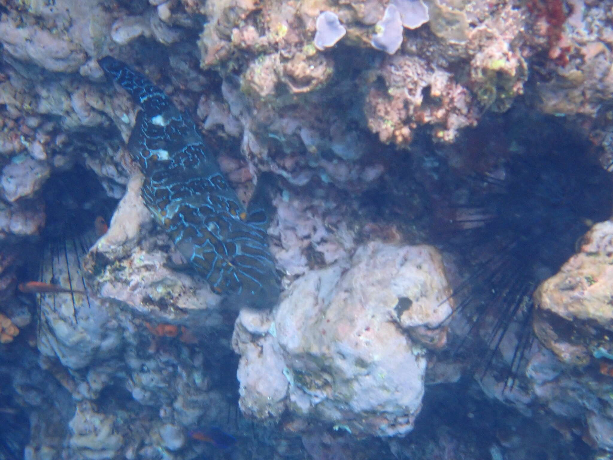 Image of Giant Hawkfish