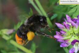 Image of Bombus ignitus Smith 1869