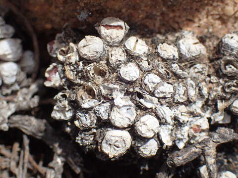 Image of Conophytum obcordellum subsp. rolfii (De Boer) S. A. Hammer