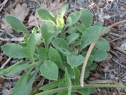 Image of Italian catchfly