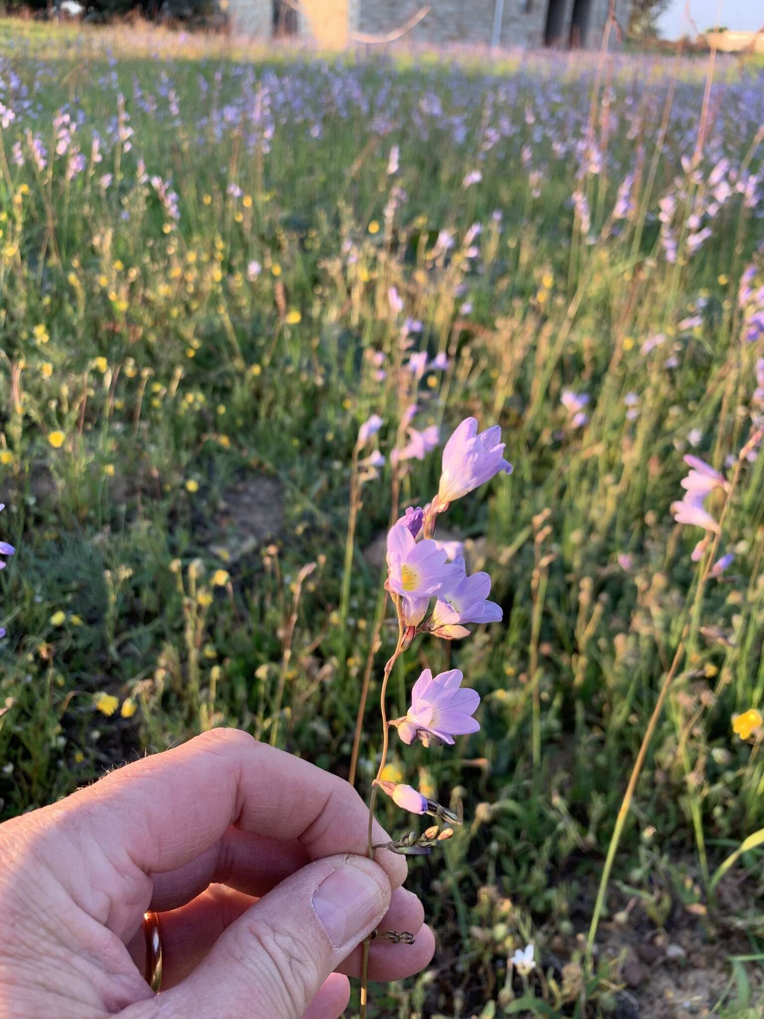 Image of Ixia rapunculoides Redouté