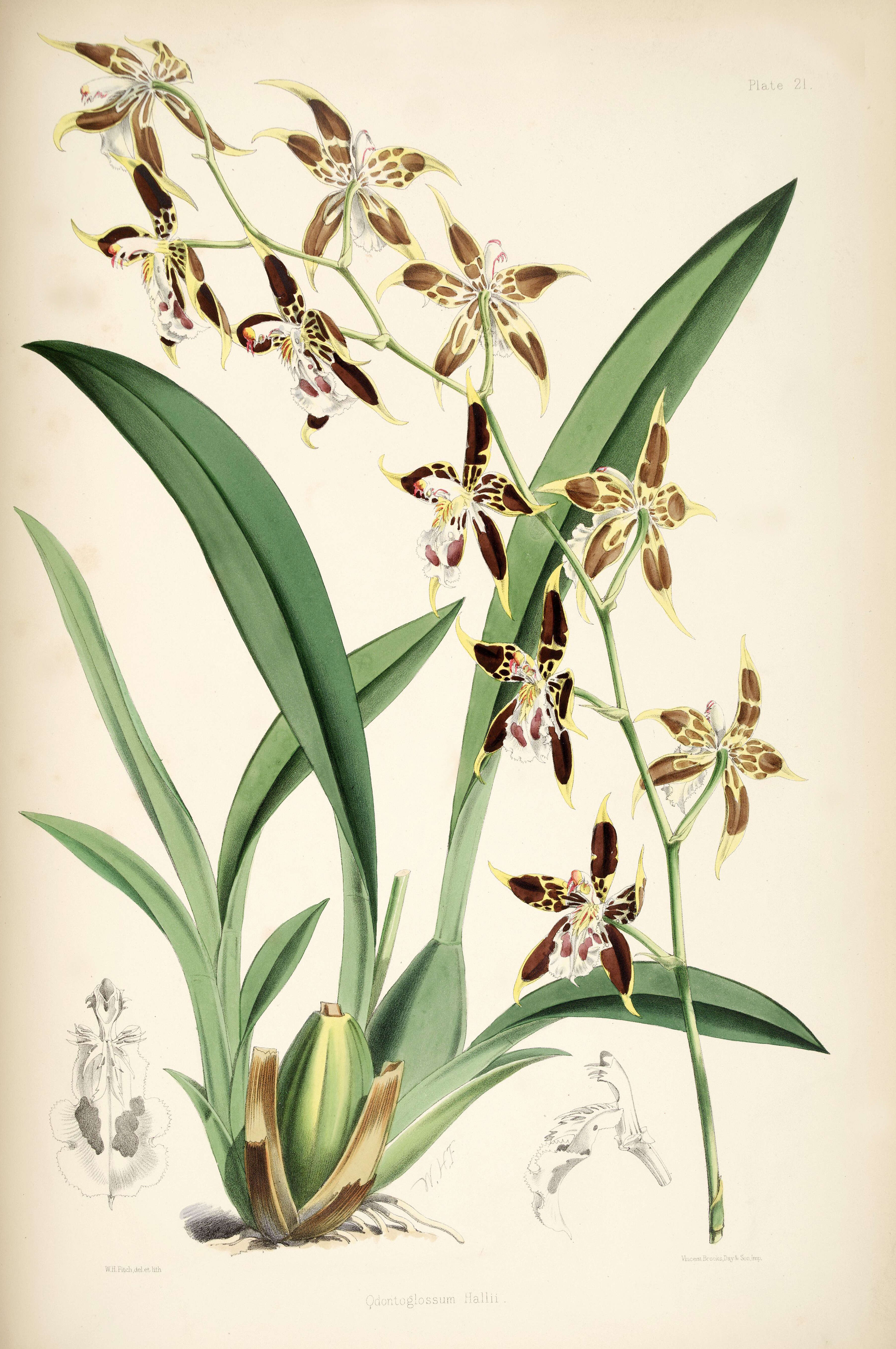 Image of Oncidium hallii (Lindl.) Beer