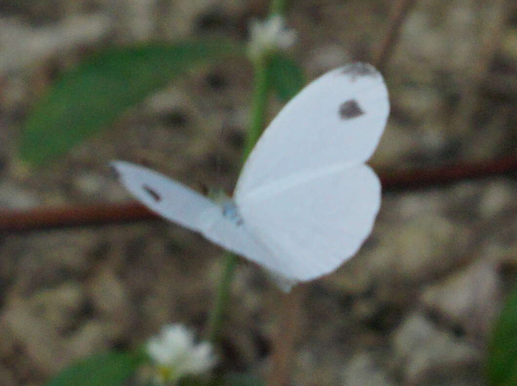 Image of <i>Leptosia nina niobe</i>