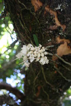 Image of Mystacidium brayboniae Summerh.